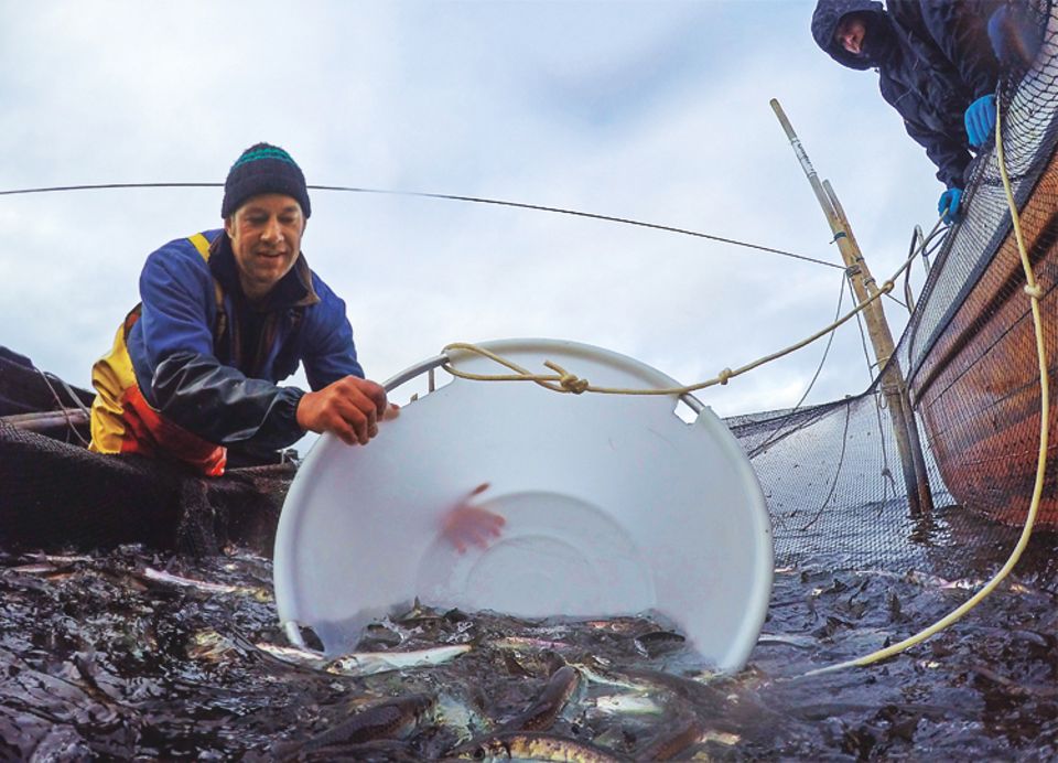 Fische: Vorsichtig taucht Ivo Nordt eine Wanne in die Reusenkammer. Ein paar Schuppen lassen die Heringe dabei trotzdem. Wie Glitterkonfetti schweben diese im Wasser, kleben auf Handrücken und Hosenbeinen, Schiffsplanken und Schuhsohlen Fische: Vorsichtig taucht Ivo Nordt eine Wanne in die Reusenkammer. Ein paar Schuppen lassen die Heringe dabei trotzdem. Wie Glitterkonfetti schweben diese im Wasser, kleben auf Handrücken und Hosenbeinen, Schiffsplanken und Schuhsohlen