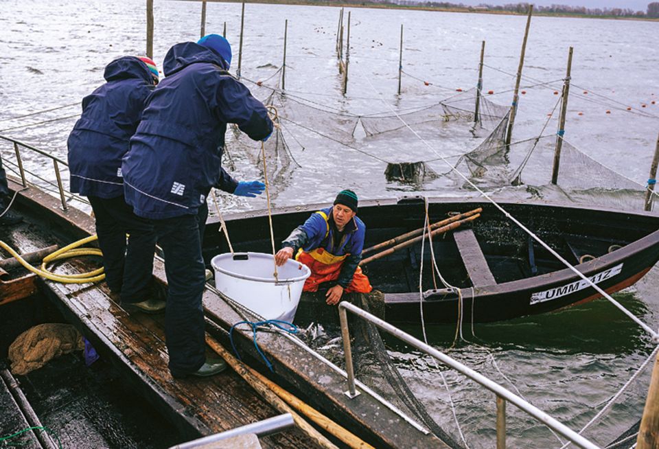 Fische: Sobald Henning May und Alexander Dressel vom Ozeaneum die Wannen an Bord gehievt haben, sortieren sie den Beifang aus - und setzen zappelnde Hechte und Dorsche zurück in die Ostsee Fische: Sobald Henning May und Alexander Dressel vom Ozeaneum die Wannen an Bord gehievt haben, sortieren sie den Beifang aus - und setzen zappelnde Hechte und Dorsche zurück in die Ostsee