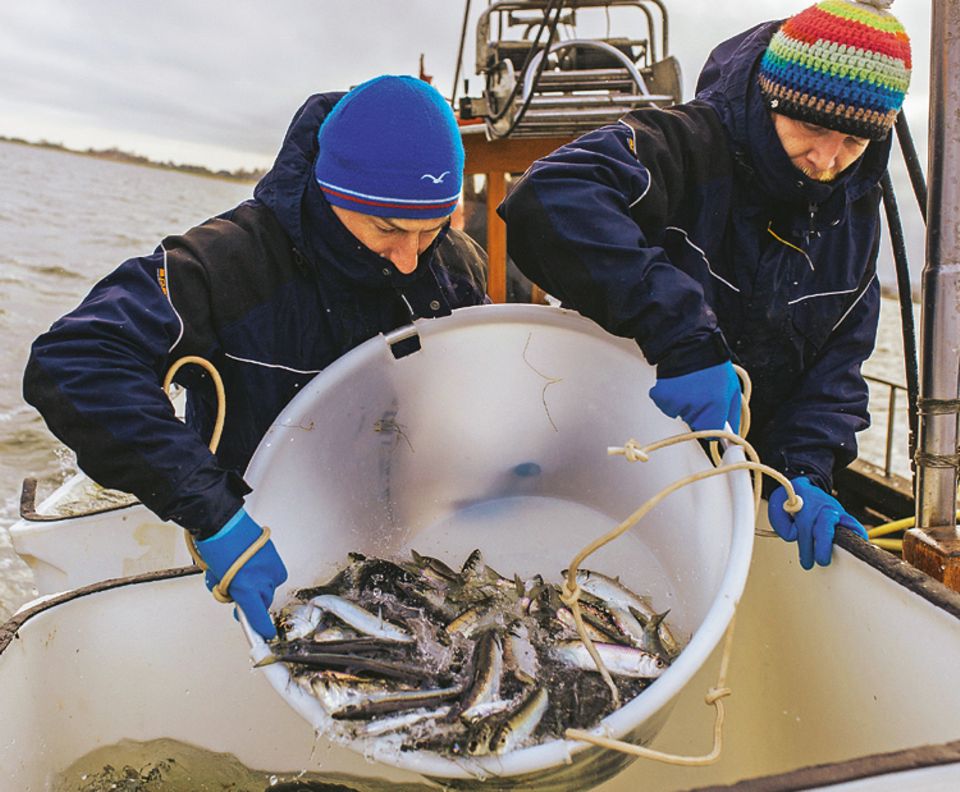 Fische: Henning May und Alexander Dressel kippen die Heringe in einen der Tanks. Für das Ozeaneum fangen sie auch andere Tiere: In Norwegens Fjorden etwa tauchen sie nach Seeteufeln, Lippfischen, Seelachsen und Krebsen Fische: Henning May und Alexander Dressel kippen die Heringe in einen der Tanks. Für das Ozeaneum fangen sie auch andere Tiere: In Norwegens Fjorden etwa tauchen sie nach Seeteufeln, Lippfischen, Seelachsen und Krebsen