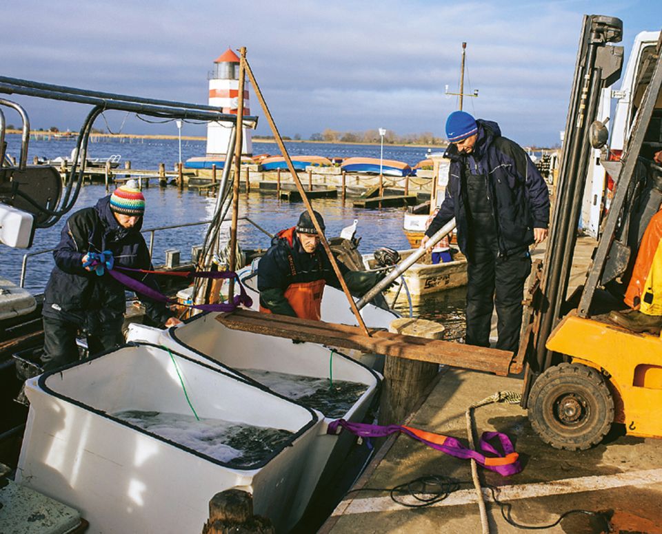 Fische: Der Kutter hat ordentlich Schlagseite, als er mit vollen Tanks im Hafen anlegt. Mit einem Gabelstabler verlädt Ivo Nordt diese in einen Transporter, der wenige Minuten später zum Meeresmuseum losbraust Fische: Der Kutter hat ordentlich Schlagseite, als er mit vollen Tanks im Hafen anlegt. Mit einem Gabelstabler verlädt Ivo Nordt diese in einen Transporter, der wenige Minuten später zum Meeresmuseum losbraust