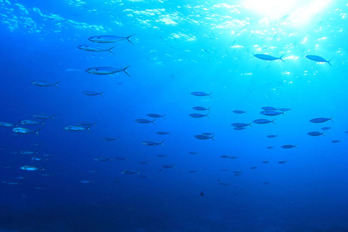 Tierlexikon: Atlantische Heringe gehören zu den häufigsten Fischen weltweit