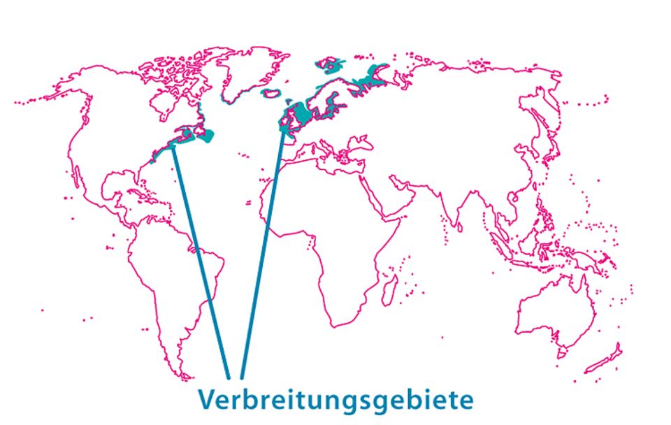 Tierlexikon: Der Atlantische Hering lebt, wie sein Name bereits verrät, im Nordatlantik - von der Ostküste der USA bis in die Ostsee