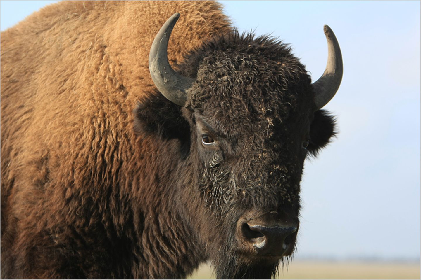 Tierlexikon: Wisent