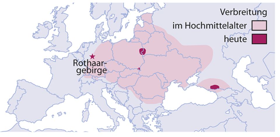 Tierlexikon: Wisente leben heute hauptsächlich in Osteuropa