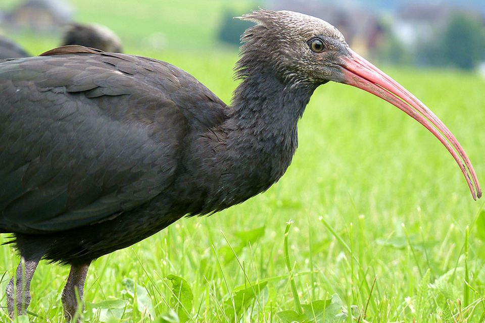 Der Waldrapp galt als vergessen, war seit dem Mittelalter in Deutschland ausgestorben. Nur im Zoo haben einige Exemplare überlebt. Doch die Zugvögel haben den Weg in ihre warmen Winterquartiere vergessen. Der Waldrapp galt als vergessen, war seit dem Mittelalter in Deutschland ausgestorben. Nur im Zoo haben einige Exemplare überlebt. Doch die Zugvögel haben den Weg in ihre warmen Winterquartiere vergessen.