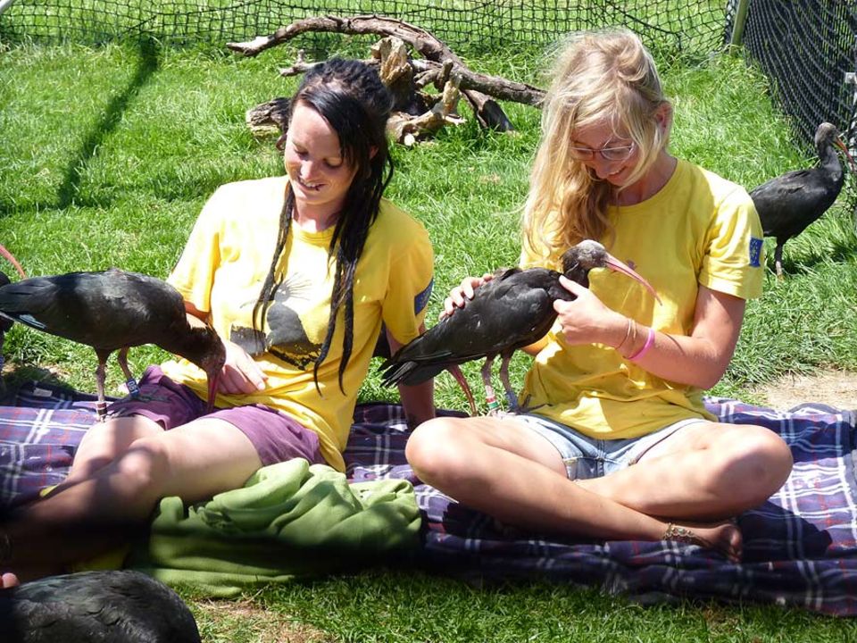 Zwischen den Jungvögeln und den menschlichen Vogelmüttern ist eine innige Beziehung entstanden. Die Waldrappe folgen ihnen überall hin und hoffentlich im Herbst auch über die Alpen ins Winterquartier Zwischen den Jungvögeln und den menschlichen Vogelmüttern ist eine innige Beziehung entstanden. Die Waldrappe folgen ihnen überall hin und hoffentlich im Herbst auch über die Alpen ins Winterquartier