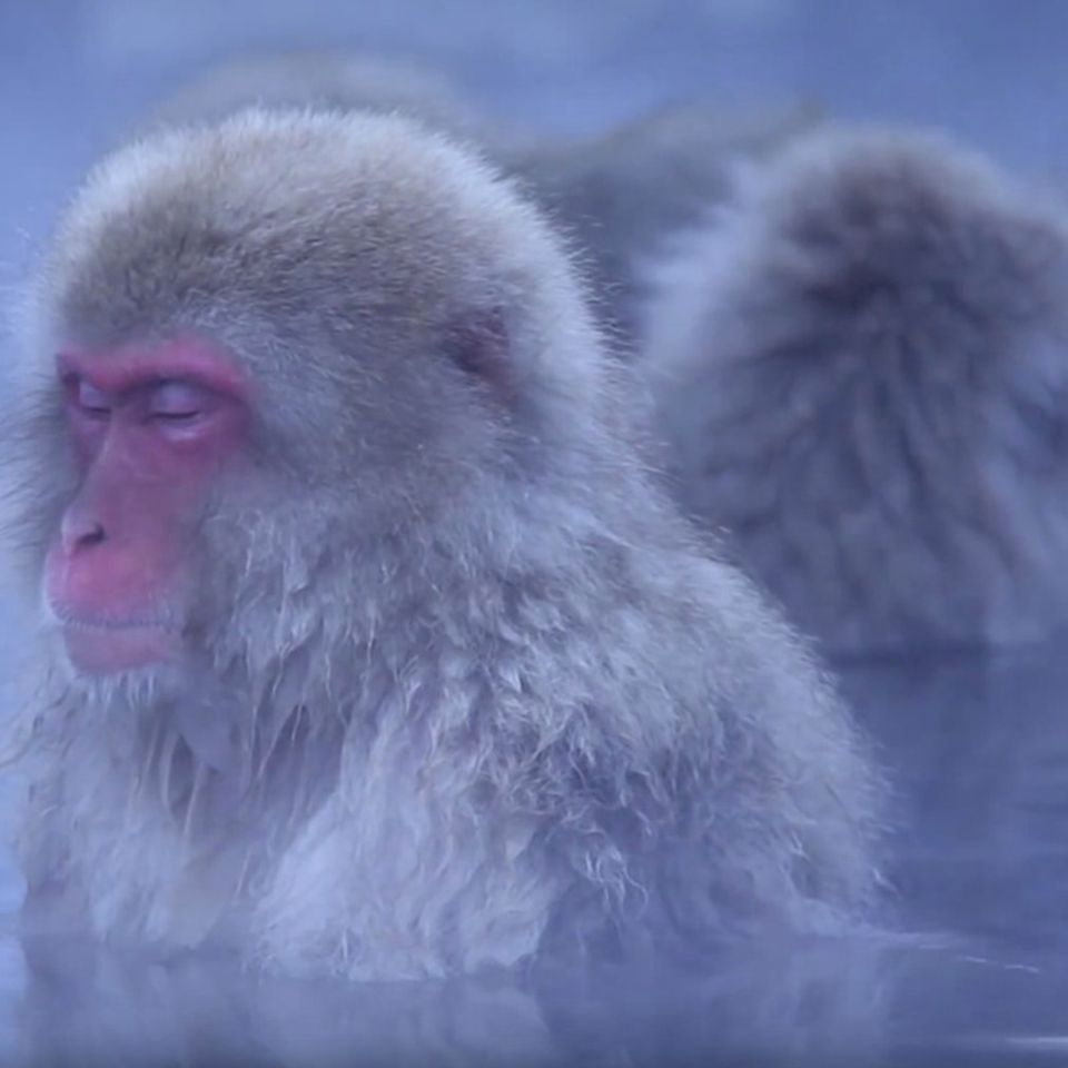 Japanmakaken: Video: So geht Affen-Wellness