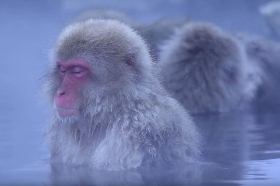 Japanmakaken: Video: So geht Affen-Wellness
