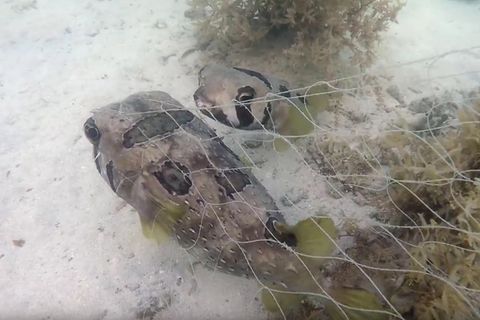 Thailand: Igelfisch weicht Artgenossen in Not nicht von der Seite
