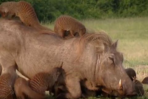 Uganda: Warzenschweine und Mangusten leben in faszinierender Symbiose