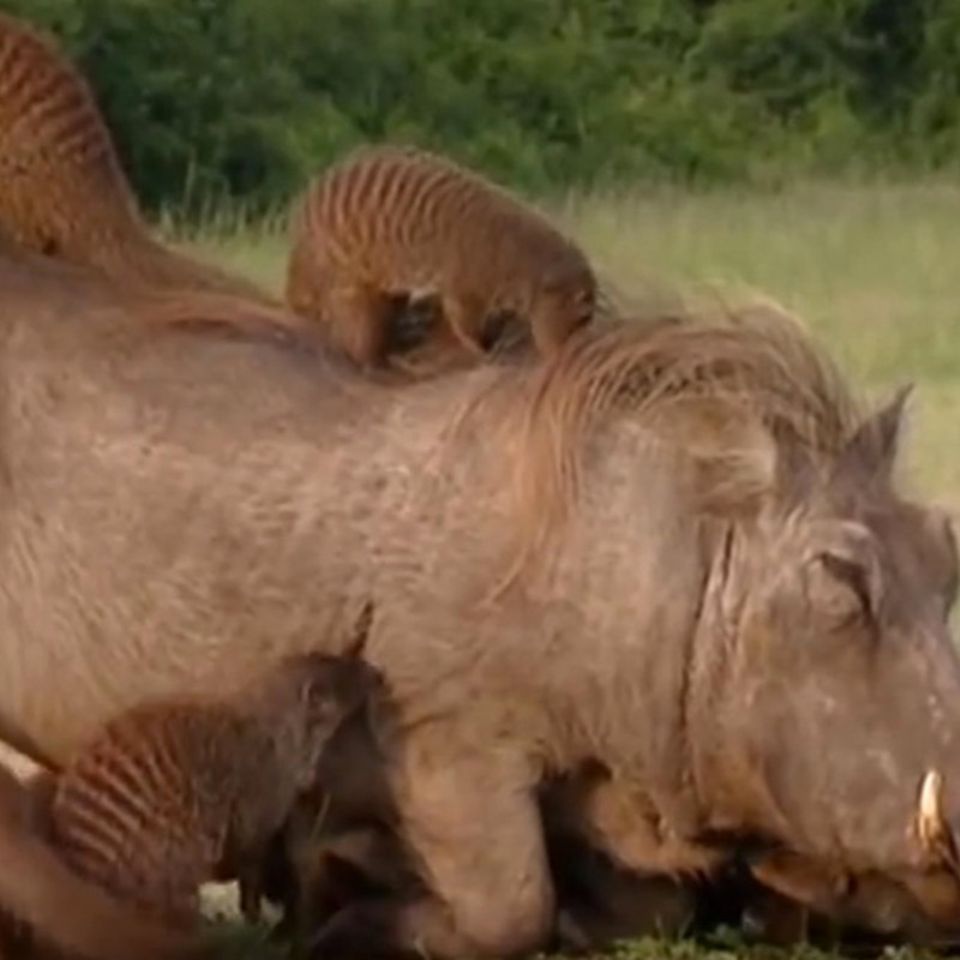Uganda: Warzenschweine und Mangusten leben in faszinierender Symbiose