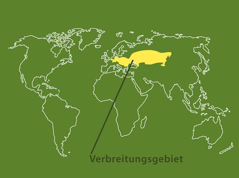 Tierlexikon: Feldhamster leben in Europa und im Westasien