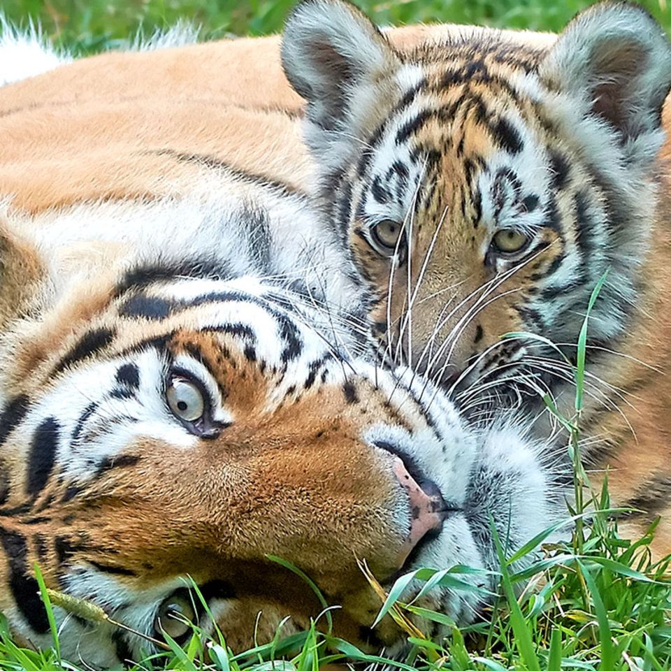 Artenschutz: WWF: Tigerbestand steigt erstmals seit 100 Jahren