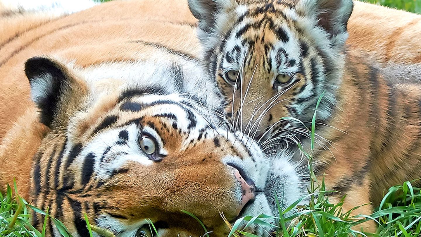 Artenschutz: WWF: Tigerbestand Steigt Erstmals Seit 100 Jahren - [GEO]