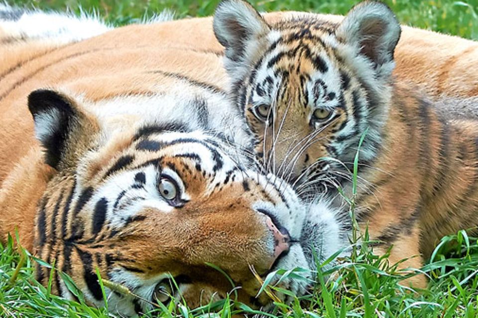 Artenschutz: Ein Tigerin mit ihrem Jungen