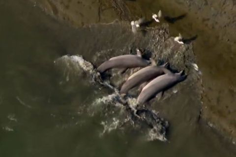 Georgia, USA: Delfine, die am Strand fischen