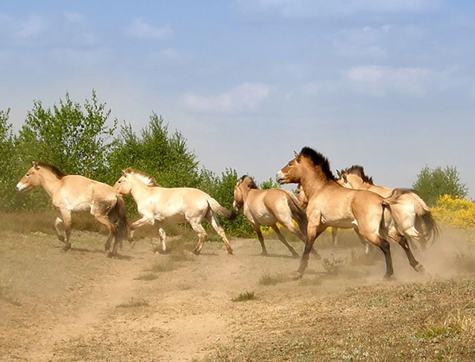 GEO Tag der Artenvielfalt: Przewalski Pferde in der Döberitzer Heide GEO Tag der Artenvielfalt: Przewalski Pferde in der Döberitzer Heide