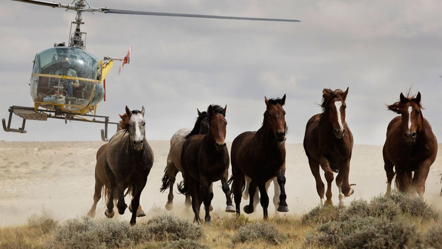USA Kampf um die Mustangs [GEO]