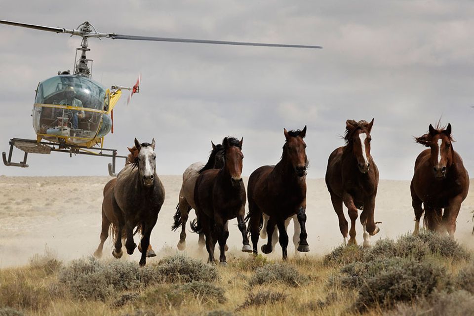 USA: Mustangs auf der Flucht: Die Tiere sind den Rinderzüchtern ein Dorn im Auge