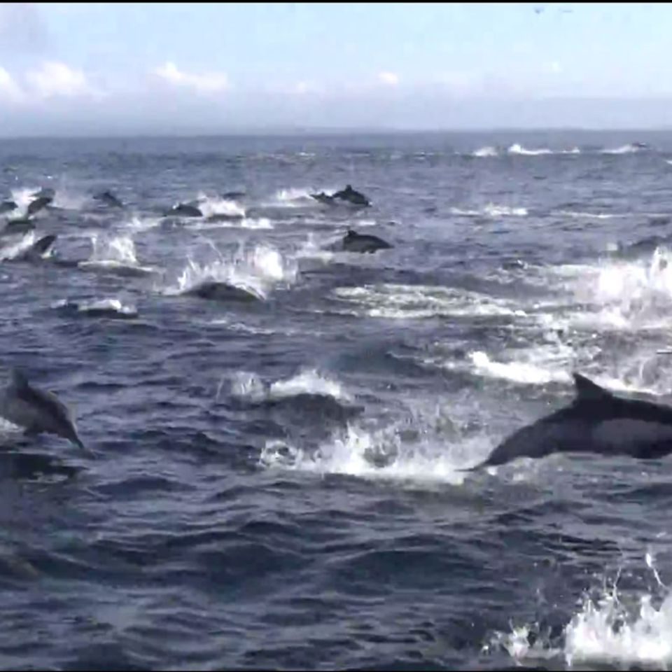 Kalifornien: Hunderte Delfine fliehen vor Orca-Walen