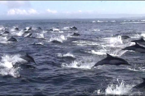 Kalifornien: Hunderte Delfine fliehen vor Orca-Walen