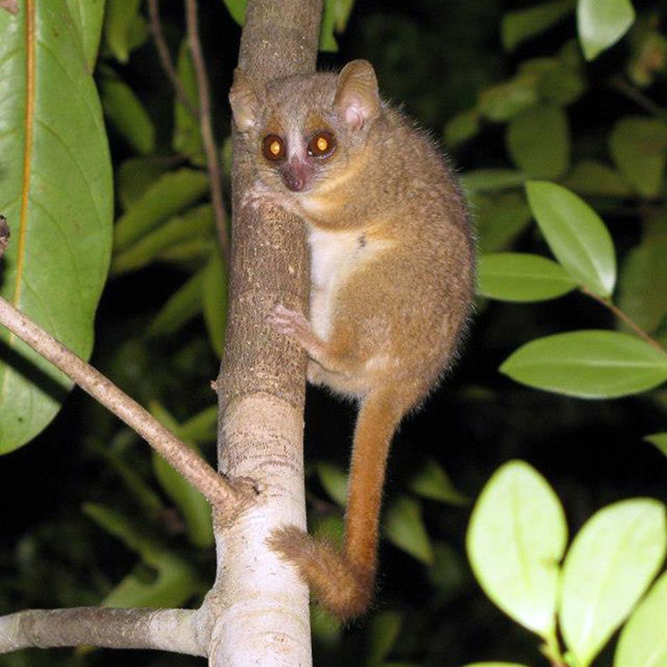 Madagaskar: Drei neue winzige Affenarten entdeckt