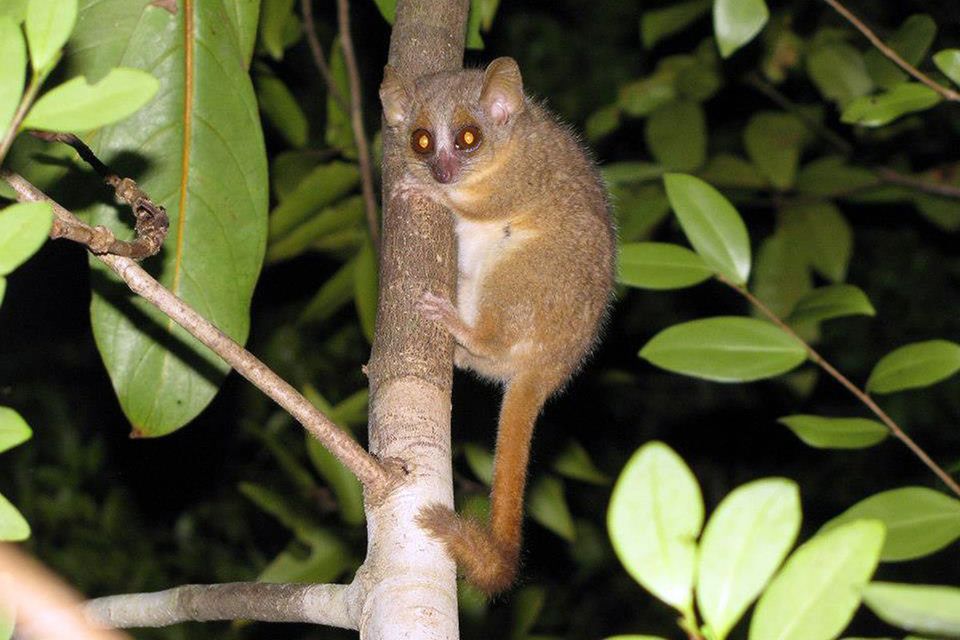 Madagaskar: Drei neue winzige Affenarten entdeckt