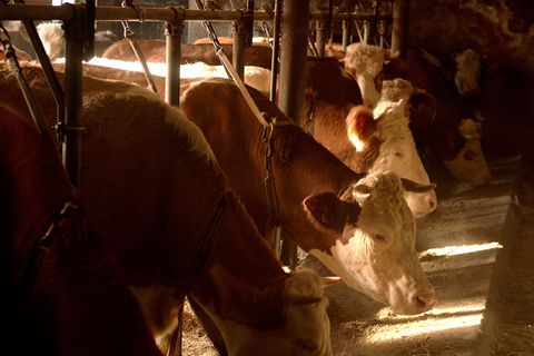 Tierschutz: Bundesrat will Anbindehaltung von Rindern verbieten