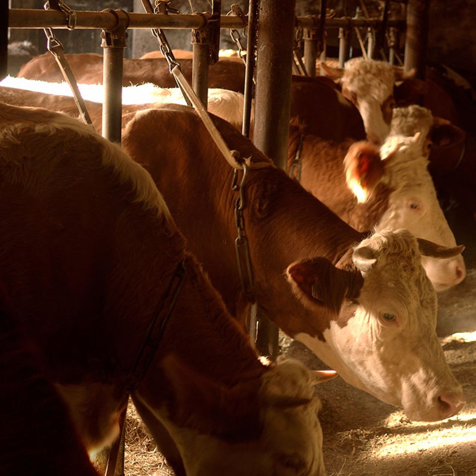 Tierschutz: Bundesrat will Anbindehaltung von Rindern verbieten