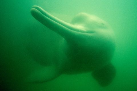 Artensterben: Die erste vom Menschen ausgerottete Walart: der Chinesische Flussdelfin