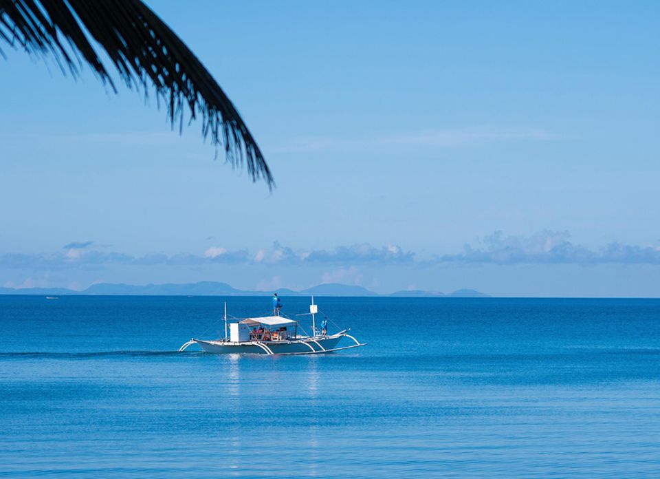 Philippinen: Die Wahrscheinlichkeit während der dreistündigen Bootstouren mit einem oder mehreren der Riesenfische schnorcheln zu können, ist vor allem im März und April sehr hoch Philippinen: Die Wahrscheinlichkeit während der dreistündigen Bootstouren mit einem oder mehreren der Riesenfische schnorcheln zu können, ist vor allem im März und April sehr hoch