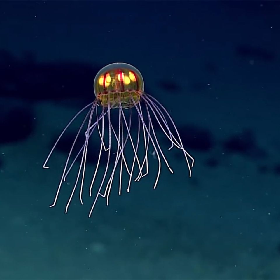 Marianengraben: Video: Leuchtende Tiefseequalle entdeckt