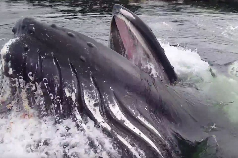 Alaska: Riesiger Buckelwal taucht direkt am Bootssteg auf