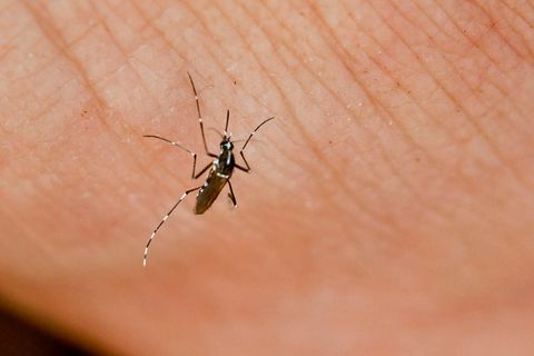 Das Geheimnis der Blutsauger: Wie uns Mücken finden - [GEO]