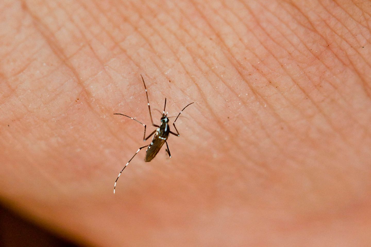 Mücken: Die Asiatische Tigermücke verbreitet unter anderem das Denguefieber und das Chikungunyavirus. Sollte man sie deshalb ausrotten?