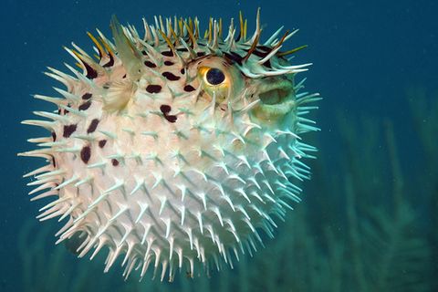 Tierwelt: Meerestiere