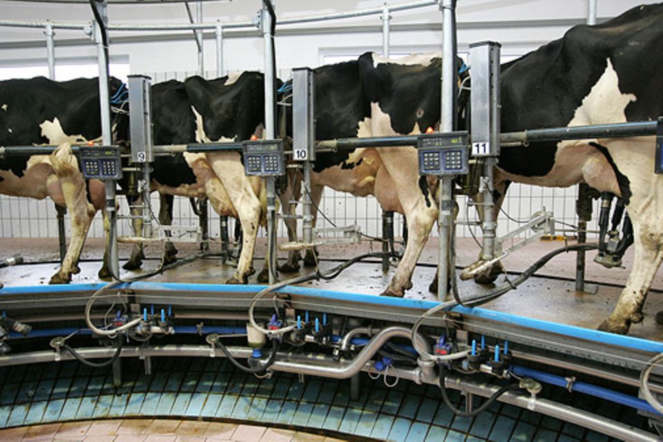 Milchpreis: Zu viel Milch verdirbt die Preise - in Deutschland, der EU und Übersee Milchpreis: Zu viel Milch verdirbt die Preise - in Deutschland, der EU und Übersee