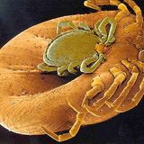 Fotoshow: Zecken - Bild 2