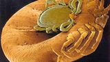 Fotoshow: Zecken - Bild 2