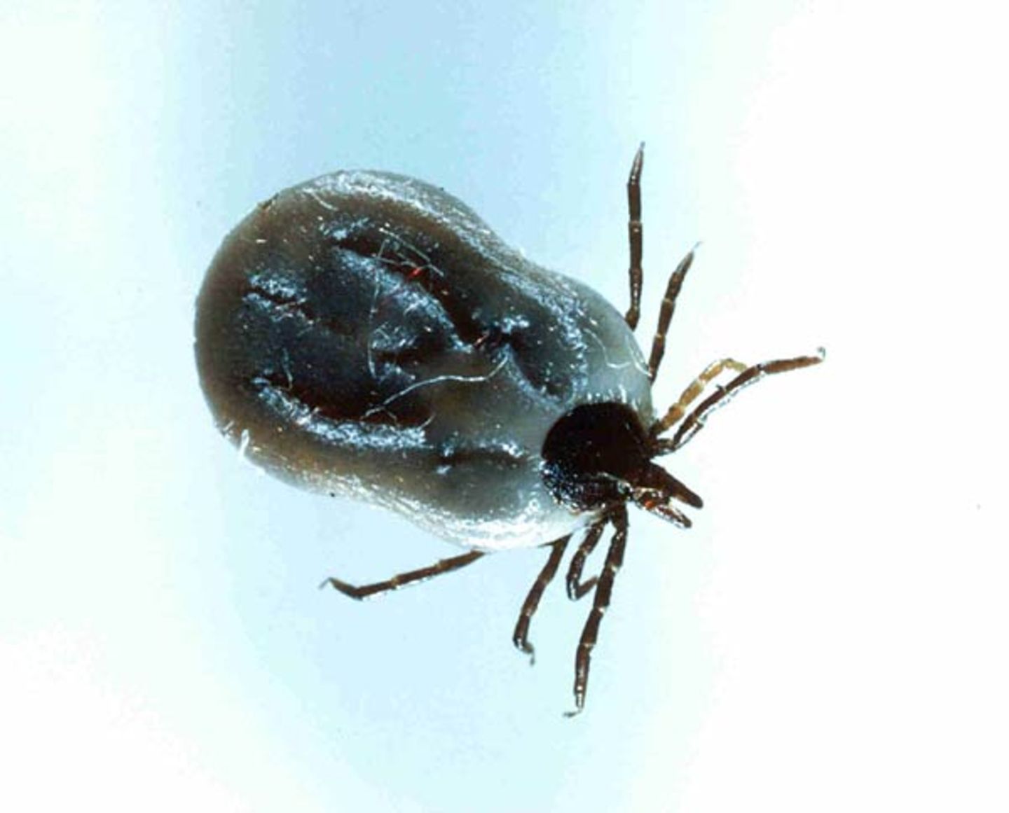 Fotoshow: Zecken - Bild 5