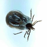 Fotoshow: Zecken - Bild 5