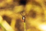 Fotoshow: Zecken - Bild 6