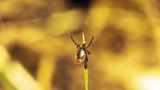 Fotoshow: Zecken - Bild 6