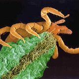 Fotoshow: Zecken - Bild 7