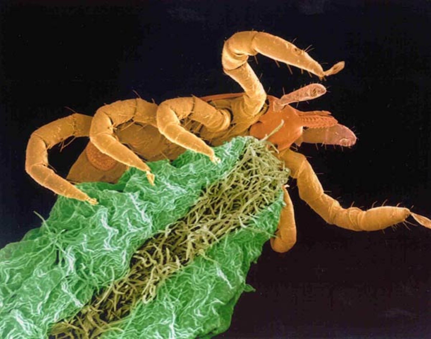 Fotoshow: Zecken - Bild 7