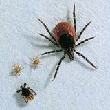 Fotoshow: Zecken - Bild 8