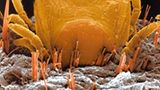 Fotoshow: Zecken - Bild 9