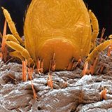 Fotoshow: Zecken - Bild 9