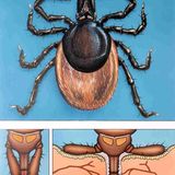 Fotoshow: Zecken - Bild 10