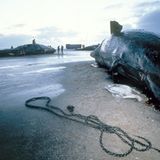 Wal-Skelett: Ein tierisches Puzzle